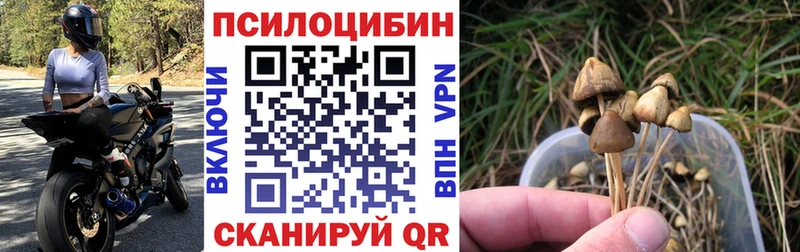 Псилоцибиновые грибы Cubensis  Купить закладки  Невинномысск 